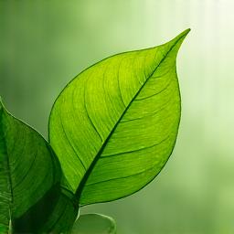 A green leaf symbolising eco-friendly travel.